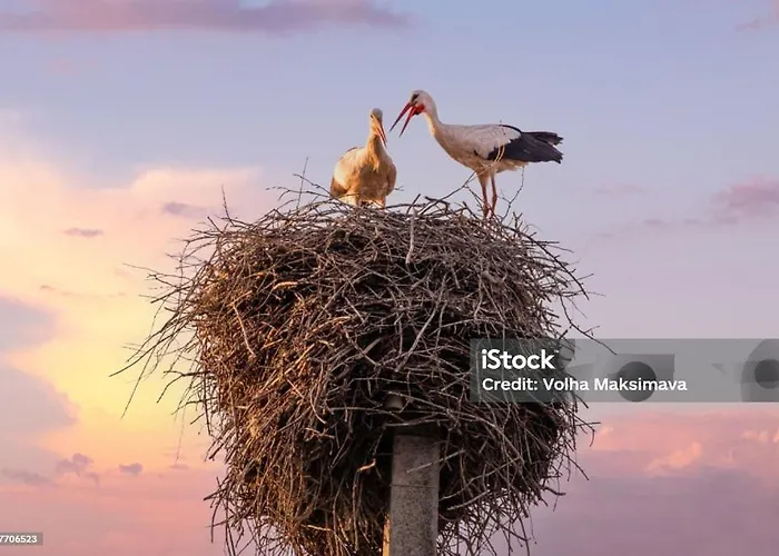 Grande Dans Charmante Maison Alsacienne